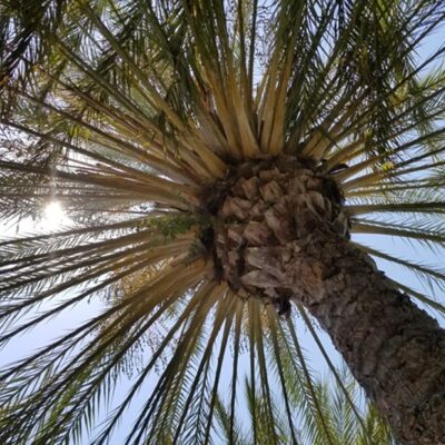 Is Ladera Ranch a Nice Area to Buy a Home View of a Palm Tree From Below